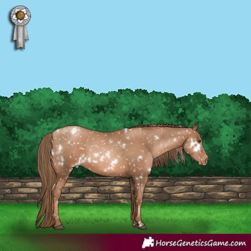 Horse Color:White Spotted Liver Chestnut Pearl Appaloosa 