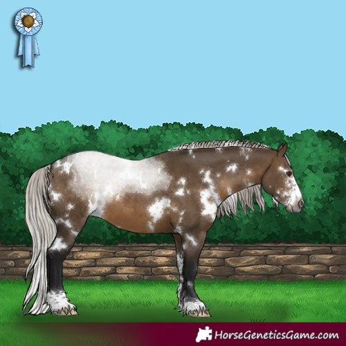 Horse Color:Gray White Spotted Silver Bay Dun Sabino 
