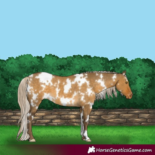 Horse Color:White Spotted Chocolate Palomino Dun Appaloosa 