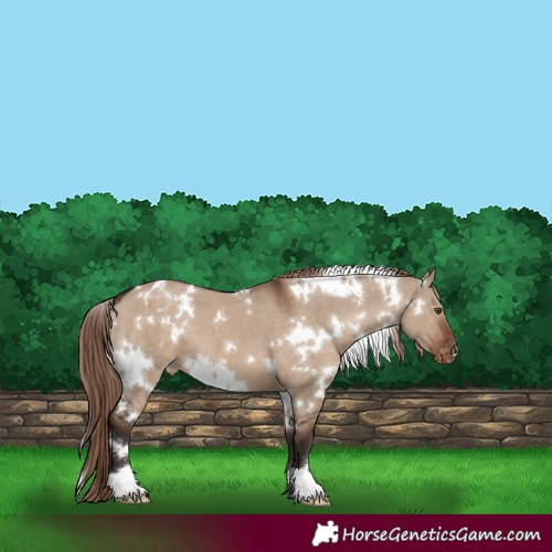 Horse Color:White Spotted Liver Red Dun Appaloosa 