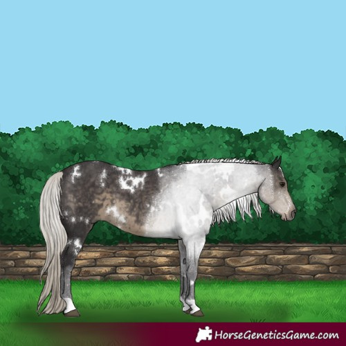 Horse Color:White Spotted Silver Smoky Black