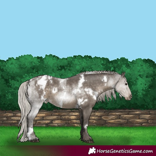 Horse Color:White Spotted Silver Smoky Grullo Appaloosa 