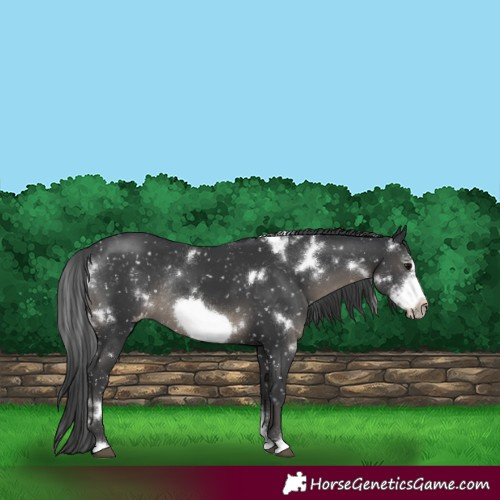 Horse Color:White Spotted Black Sabino Frame Appaloosa Rabicano