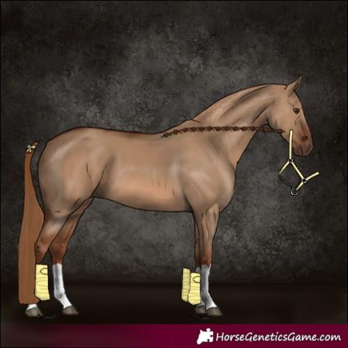 Horse Color:Red Dun 