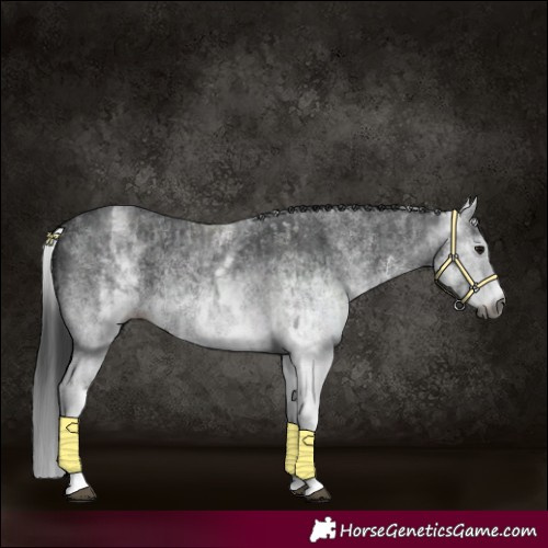 Horse Color:Gray White Spotted Black and Gray White Spotted Black