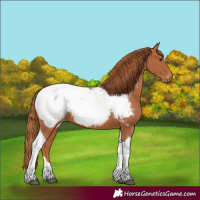 Horse Color:Chestnut Tobiano Snowcap 