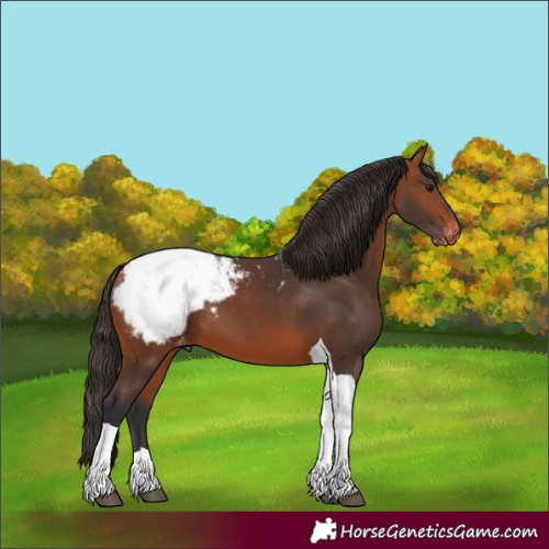 Horse Color:Bay Tobiano Appaloosa 