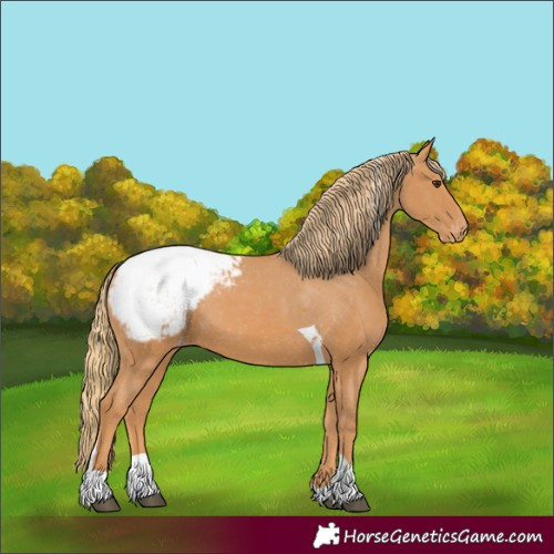 Horse Color:Chestnut Tobiano Appaloosa 