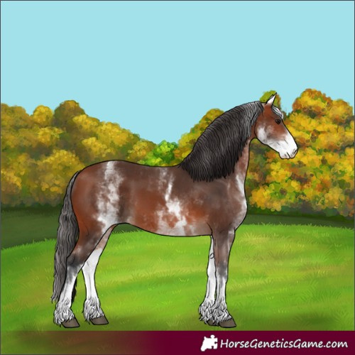 Horse Color:White Spotted Bay 