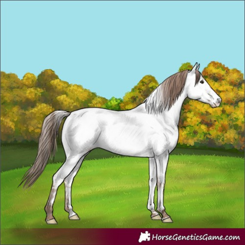 Horse Color:Classic Champagne Roan Appaloosa