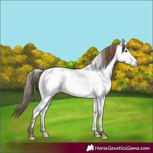 Horse Color:Classic Champagne Roan Appaloosa 
