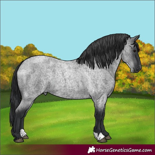 Horse Color:Blue Roan 