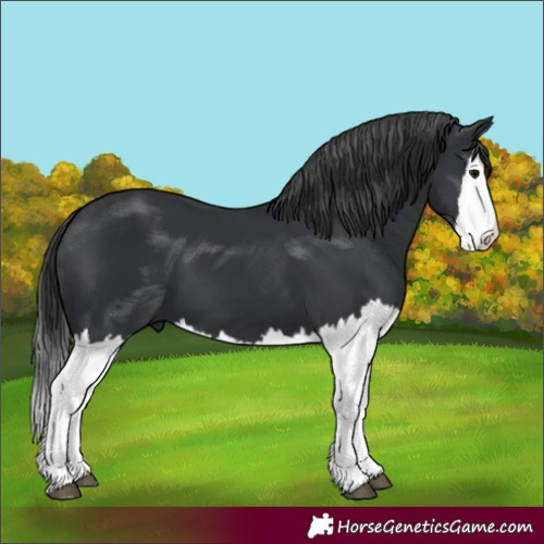 Horse Color:Black Splash