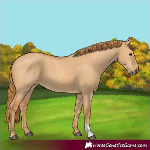Horse Color:Red Dun