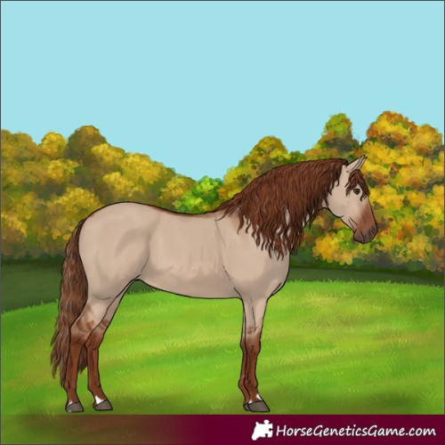 Horse Color:Red Dun 