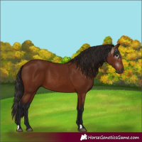 Horse Color:Gray Bay 