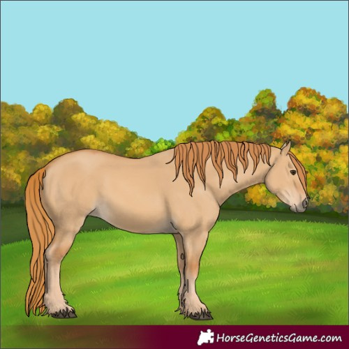 Horse Color:Red Dun 
