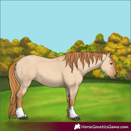 Horse Color:Red Dun 