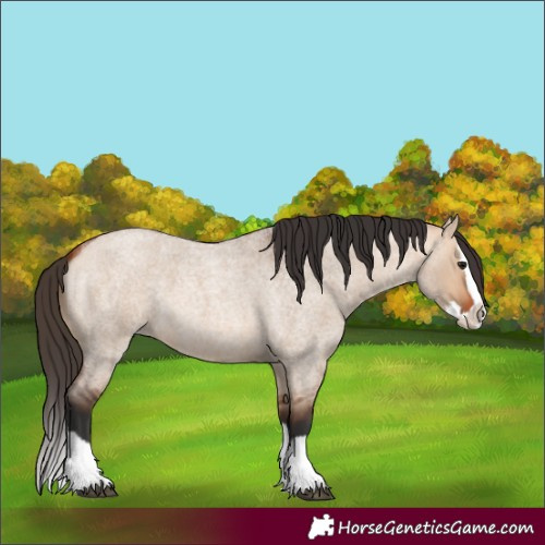 Horse Color:Bay Roan Dun Splash 