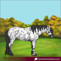 Horse Color:Blue Roan Appaloosa 