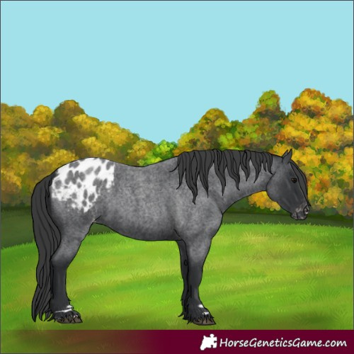 Horse Color:Blue Roan Appaloosa