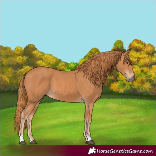 Horse Color:Chestnut 