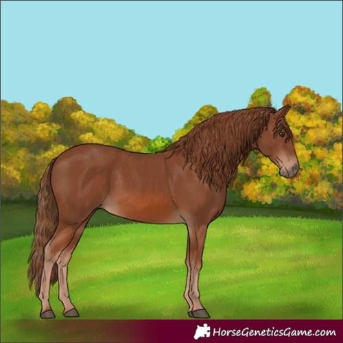 Horse Color:Chestnut 