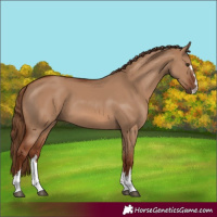Horse Color:Red Dun