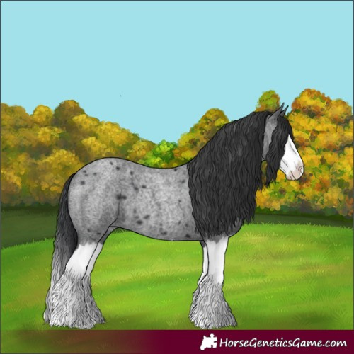 Horse Color:Blue Roan Splash