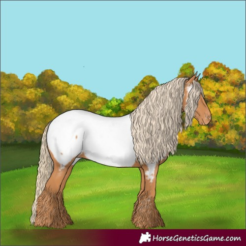 Horse Color:Chestnut Appaloosa 