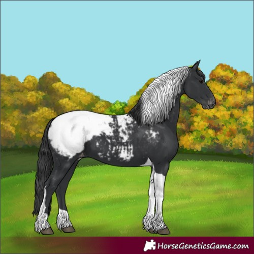 Horse Color:Black Tobiano Appaloosa 