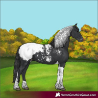 Horse Color:Black Tobiano Appaloosa 