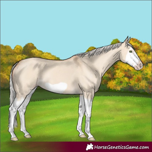 Horse Color:Silver Classic Champagne Dun Splash Frame 