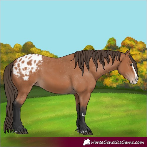 Horse Color:Bay Splash Appaloosa