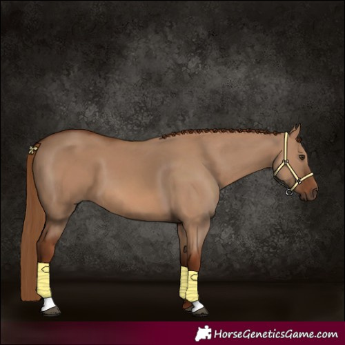 Horse Color:Red Dun 