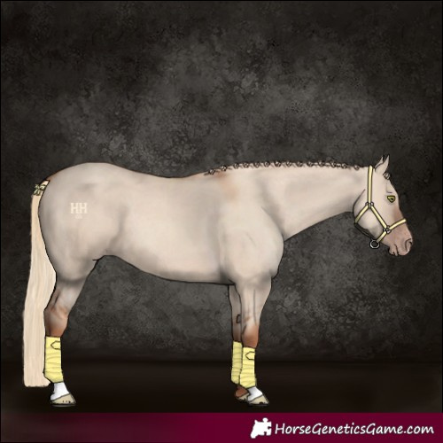 Horse Color:Gold Champagne Dun 