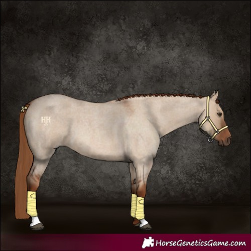 Horse Color:Red Dun Roan