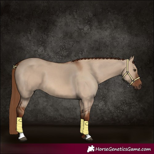 Horse Color:Red Dun 