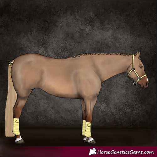 Horse Color:Red Dun 