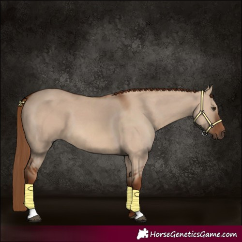 Horse Color:Red Dun