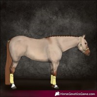 Horse Color:Red Dun