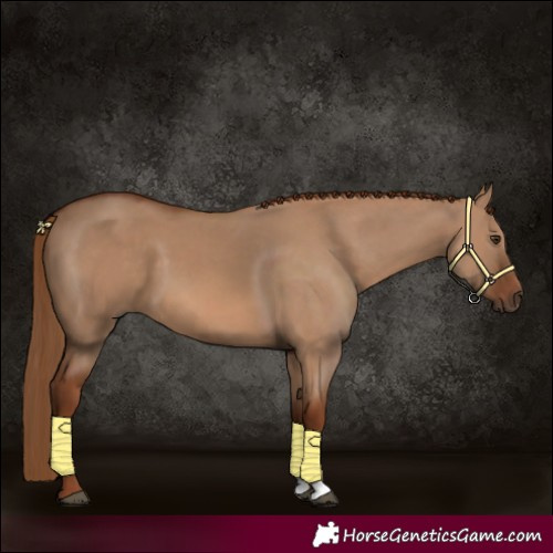 Horse Color:Red Dun 