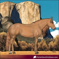 Horse Color:Chestnut and Chestnut