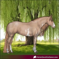 Horse Color:Black Pearl Sabino