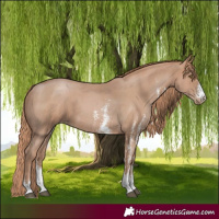 Horse Color:Black Pearl Sabino