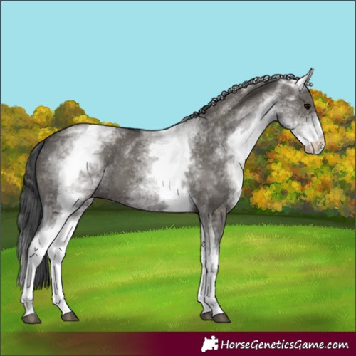 Horse Color:White Spotted Grullo