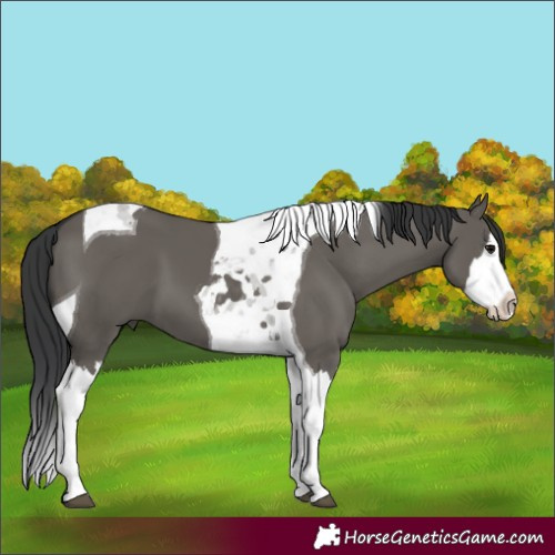 Horse Color:Grullo Splash Tobiano 