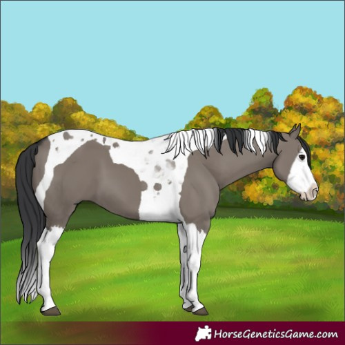 Horse Color:Grullo Splash Tobiano 
