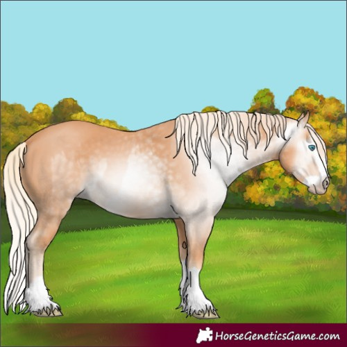 Horse Color:Gray Cremello Splash and Gray Cremello Splash