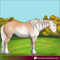 Horse Color:Gray Cremello Splash and Gray Cremello Splash